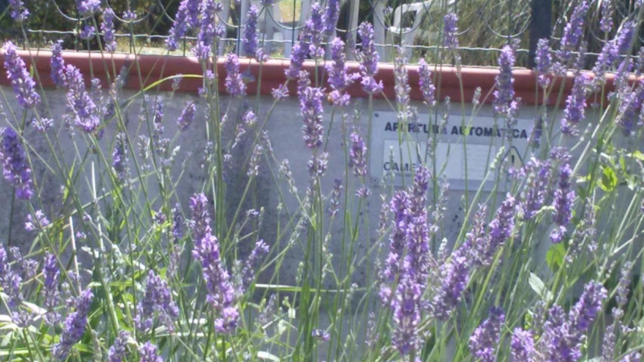 Amor Di Lavanda 친골리 객실 사진